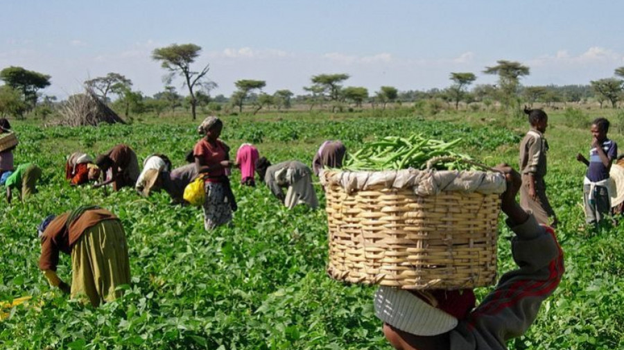 Agricultura em Angola