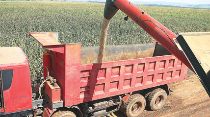 Colheita de cereais - Edições Novembro