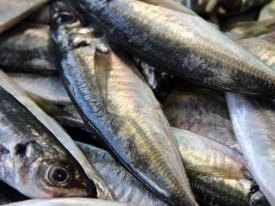 Peixe carapau - DR