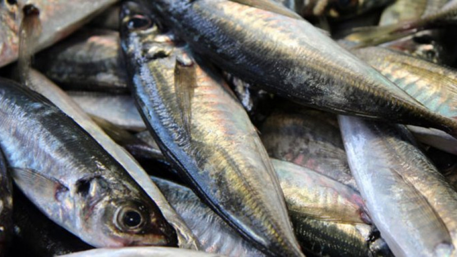 Peixe carapau