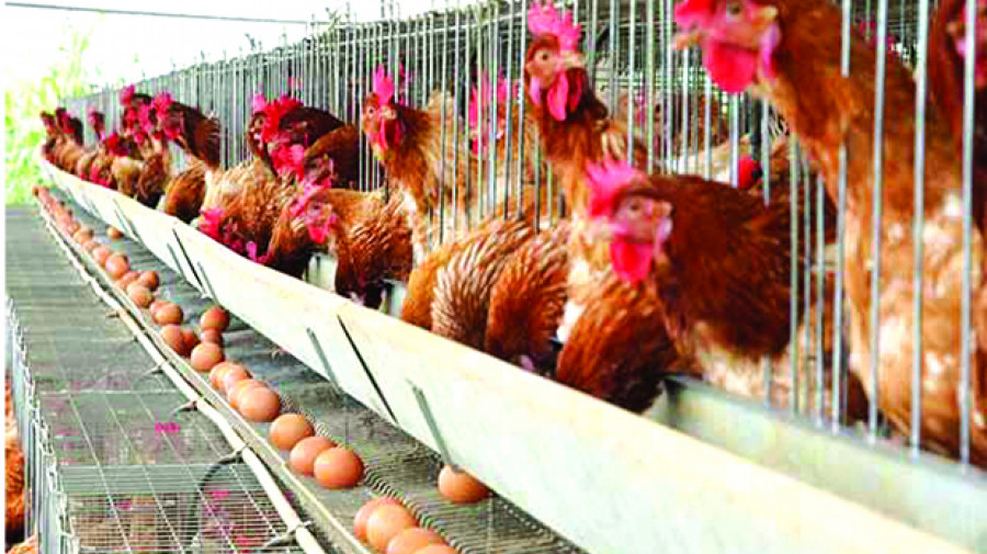 Produção de ovos conta com financiamento do FADA