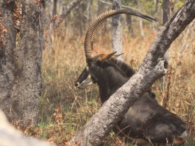 Palanca Negra Gigante - Funda&ccedil;&atilde;o Kissama