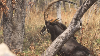 Palanca Negra Gigante - Fundação Kissama