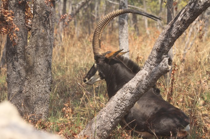 Palanca Negra Gigante