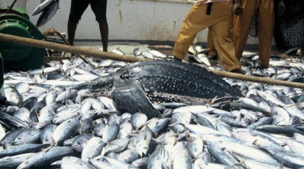 Nigéria enfrenta déficit anual de dois milhões de toneladas de pescado - DR