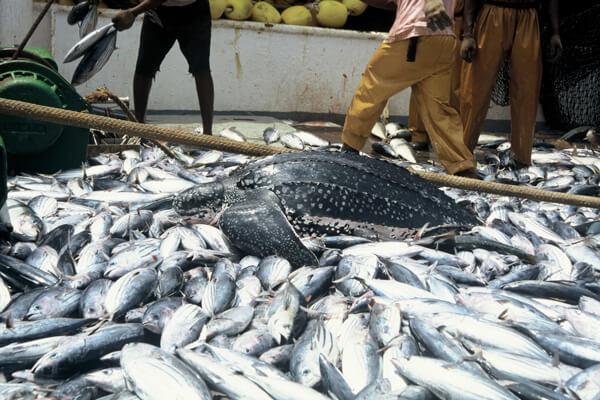 Nig&eacute;ria enfrenta d&eacute;ficit anual de dois milh&otilde;es de toneladas de pescado