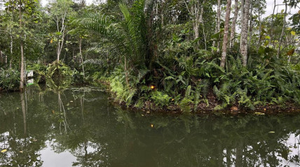 Floresta do Maiombe - DR
