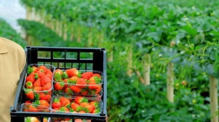 Etiópia com crescimento económico acima de 8% impulsionado pela agricultura - DR