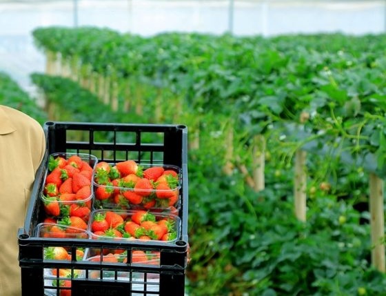 Eti&oacute;pia com crescimento econ&oacute;mico acima de 8% impulsionado pela agricultura