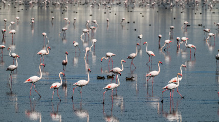 Flamingos buscam alimentos, na Tunísia, num lago que retém água todo o ano e é refúgio de milhares de aves migratórias - AFP