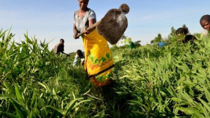 Sector agropecuário em Angola - DR