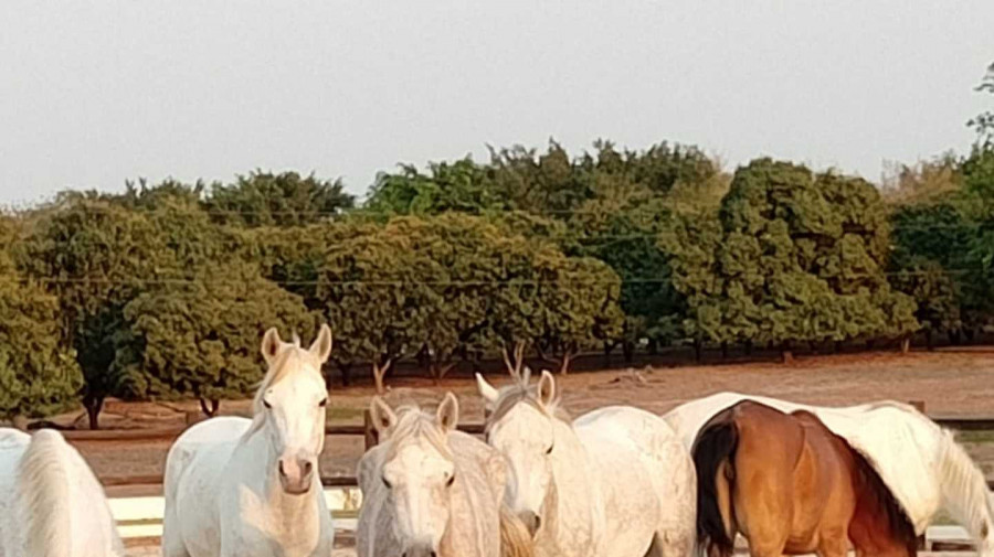 Cavalos oriundos da Namíbia para os Jogos Africanos da Juventude, em Dezembro de 2025