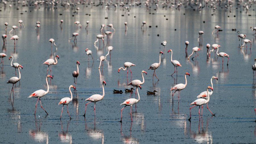  Flamingos buscam alimentos, na Tunísia, num lago que retém água todo o ano e é refúgio de milhares de aves migratórias