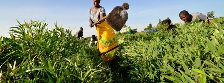 Sector agropecuário em Angola