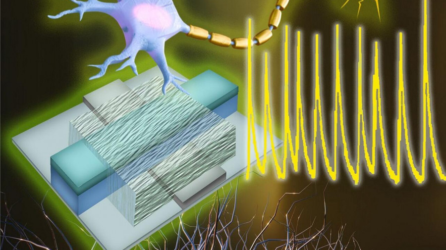 Novo neurónio artificial imita funções eléctricas do cérebro humano