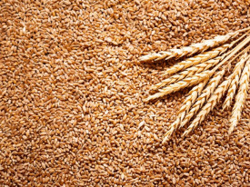 Zimbabwe anuncia colheita de mais de 570 milhões de toneladas de trigo - DR