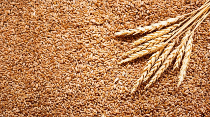 Zimbabwe anuncia colheita de mais de 570 milhões de toneladas de trigo - DR