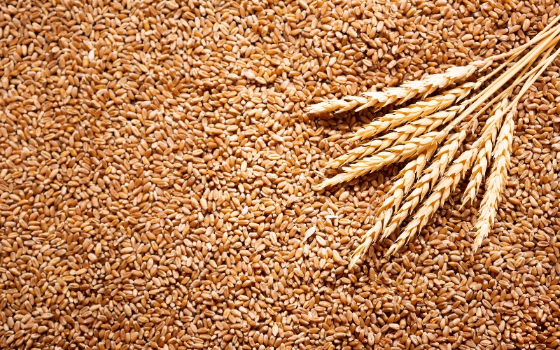 Zimbabwe anuncia colheita de mais de 570 milhões de toneladas de trigo