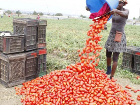 Produ&ccedil;&atilde;o de tomate em Angola - DR