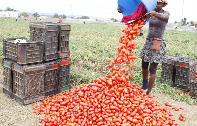 Produ&ccedil;&atilde;o de tomate em Angola