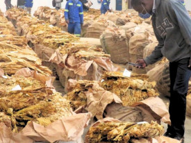Zimbabwe prev&ecirc; produzir 360 mil toneladas de tabaco em 2026 - DR