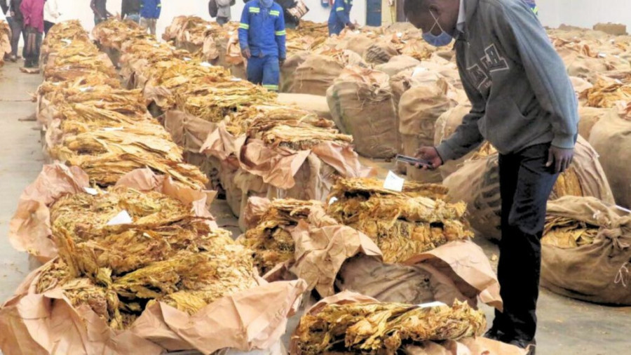 Zimbabwe prev&ecirc; produzir 360 mil toneladas de tabaco em 2026