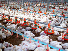 Produ&ccedil;&atilde;o de aves em Angola  - DR