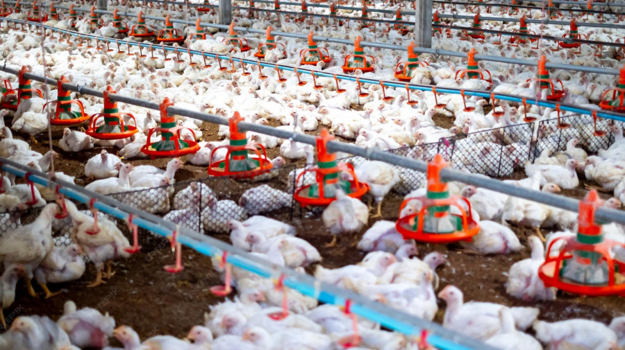 Produ&ccedil;&atilde;o de aves em Angola 