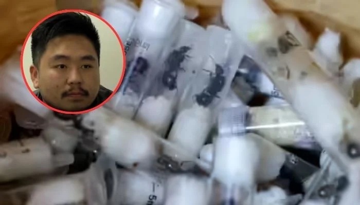 Chin&ecirc;s preso com duas mil formigas rainhas do Qu&eacute;nia