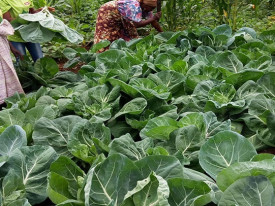 Agr&oacute;nomo aponta solu&ccedil;&otilde;es para mitigar efeitos de estiagem em Angola - DR