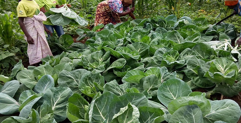 Agr&oacute;nomo aponta solu&ccedil;&otilde;es para mitigar efeitos de estiagem em Angola