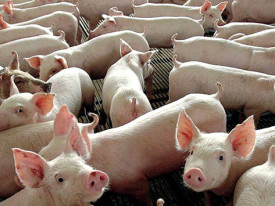 Cria&ccedil;&atilde;o de su&iacute;nos  - DR