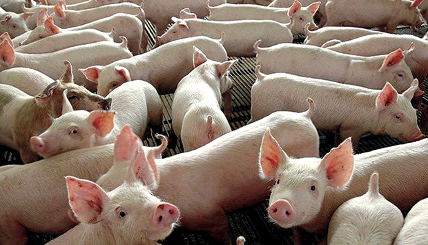 Cria&ccedil;&atilde;o de su&iacute;nos 