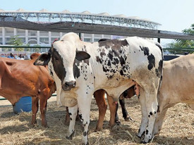 Feira agropecu&aacute;ria e leil&atilde;o de gado geram 1,4 mil milh&otilde;es de kwanzas - DR
