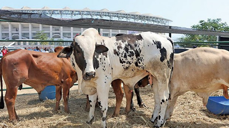 Feira agropecu&aacute;ria e leil&atilde;o de gado geram 1,4 mil milh&otilde;es de kwanzas