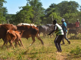 Mais de 300 fazendeiros namibianos em situa&ccedil;&atilde;o migrat&oacute;ria ilegal em Angola - DR