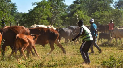 Mais de 300 fazendeiros namibianos em situa&ccedil;&atilde;o migrat&oacute;ria ilegal em Angola