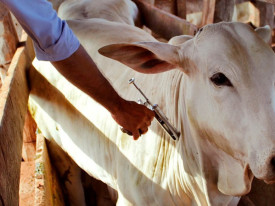 Mais de um milh&atilde;o de bovinos ser&atilde;o vacinados no pa&iacute;s em 60 dias - DR