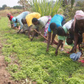 Agricultura em Angola 