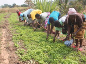 Agricultura em Angola  - DR