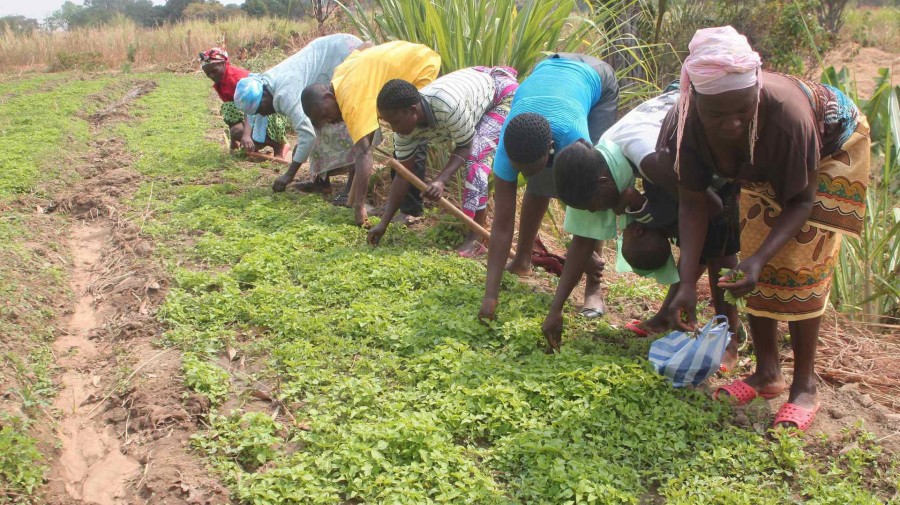Agricultura em Angola 