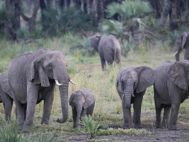 Mo&ccedil;ambique regista crescimento da popula&ccedil;&atilde;o de elefantes em sete anos  - DR