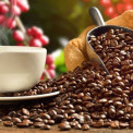 Novo regulamento de exporta&ccedil;&atilde;o visa valorizar caf&eacute; angolano