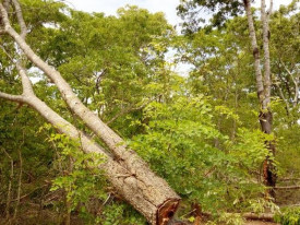 Mo&ccedil;ambique perde 267 mil hectares da sua floresta anualmente - DR