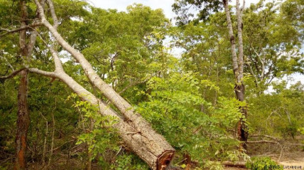 Mo&ccedil;ambique perde 267 mil hectares da sua floresta anualmente