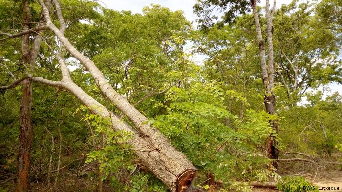 Mo&ccedil;ambique perde 267 mil hectares da sua floresta anualmente