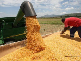 Produ&ccedil;&atilde;o de cereais em Angola (Arquivo) - DR