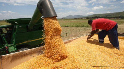 Produ&ccedil;&atilde;o de cereais em Angola (Arquivo)