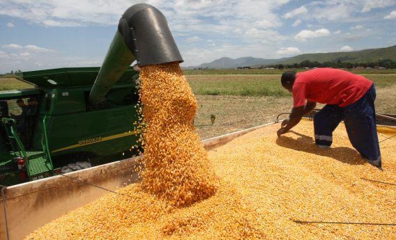Produ&ccedil;&atilde;o de cereais em Angola (Arquivo)