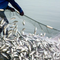 Mo&ccedil;ambique cria centro para combater pesca ilegal e perdas bilion&aacute;rias